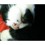 ぱんだ猫