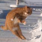 猫派