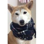 柴叉クロ