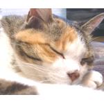 みけねこパイン
