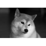 userPhoto