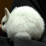 ぽてこ
