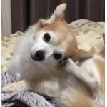 おおさか