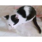 みゃっこ