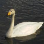 userPhoto