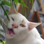 青嵐