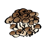 カッス