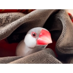 文鳥さん