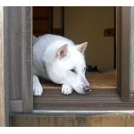 WhiteFox