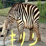 ろーしー
