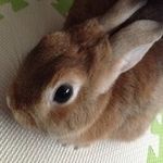 うさぎ