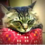 えみ猫