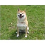 ニートサイトウ