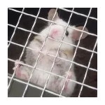 babu_chan