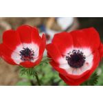 もね花