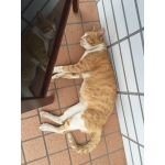 まるぷに