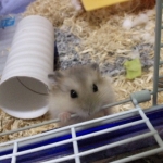 のんたろう