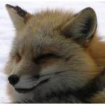 Taro Fox