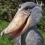 クロヤ