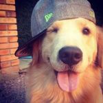 迷犬らっしー