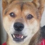 わんわんこ