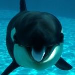 matorca