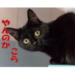 爪とぎ