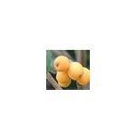 loquat