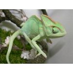 ラドネイ