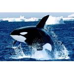 ORCA