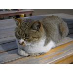 うじちゃ