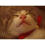 しおんとクー