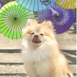 こゆず