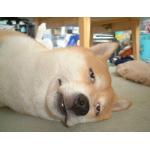 さこまる