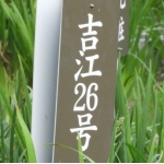 HaneYou