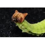 monnta もんた