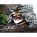 こるれあ