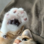 こるぼっくる