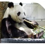 パンダまつり
