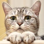 ひげねこ