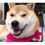 しばのふうか