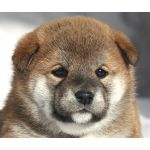 パピ子