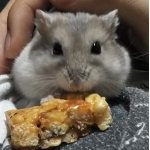 パラオ （おパラ）