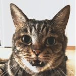三角牧場