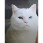 userPhoto
