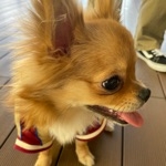 みぃぴょん