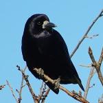 Rook