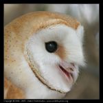 コトリバコ