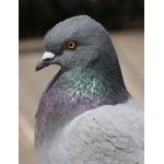 はと