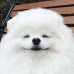 白タヌキ